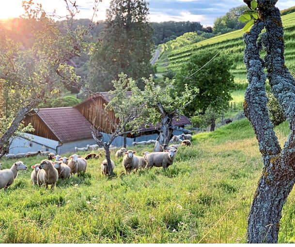 Bei Familie Schuhmacher geht es um Schafhaltung und Weinanbau. Bei Familie Schuhmacher geht es um Schafhaltung und Weinanbau.