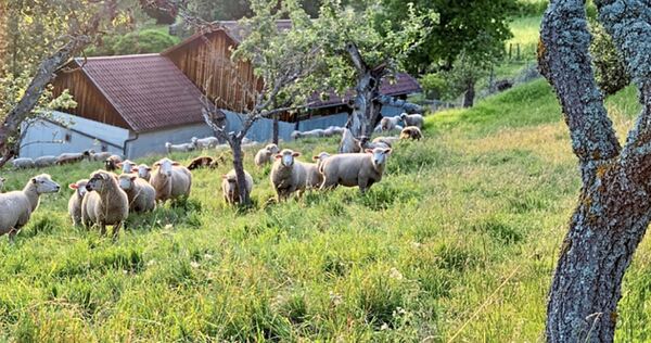 Bei Familie Schuhmacher geht es um Schafhaltung und Weinanbau.
