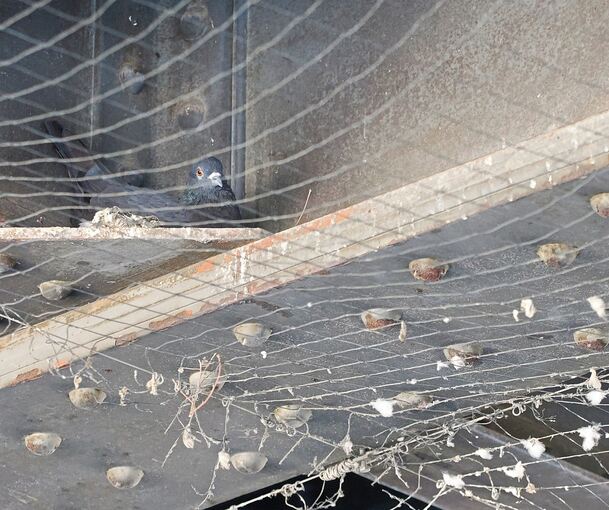 Mehr als 80 Tauben leben unter der Brücke an der August-Bebel-Straße. Der Abriss gefährdet ihren Lebensraum.