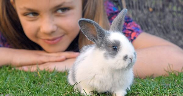 PETS-2026-in-Ludwigsburg-Die-sch-nsten-Bilder-von-der-Tiermesse