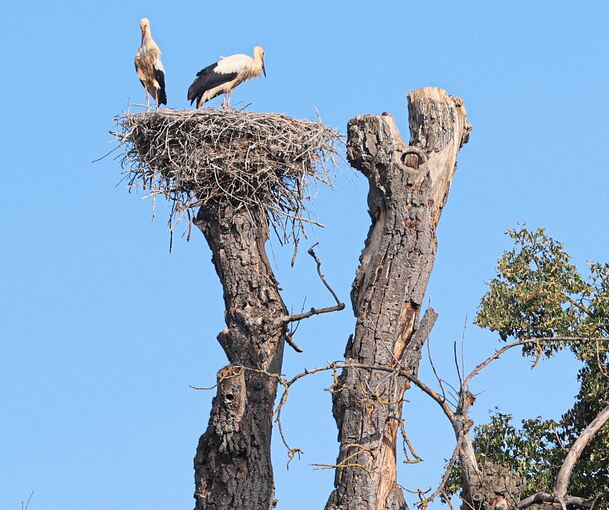 Hoch oben in der Krone eines abgestorbenen Baumes haben Störche ein Nest gebaut. Das Foto zeigt die Jungvögel.