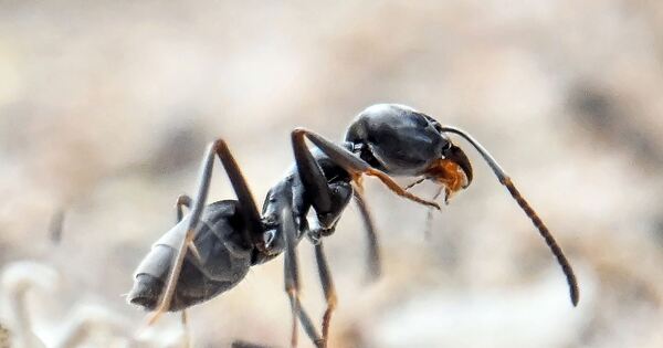 Pest control expert: How to get rid of the large glandular ant