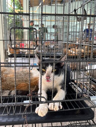 Katzenfleischhandel in Vietnam