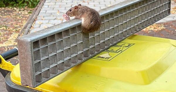 Die-100-Hilfe-der-Gerlinger-Feuerwehr-in-diesem-Jahr-gilt-einer-Ratte