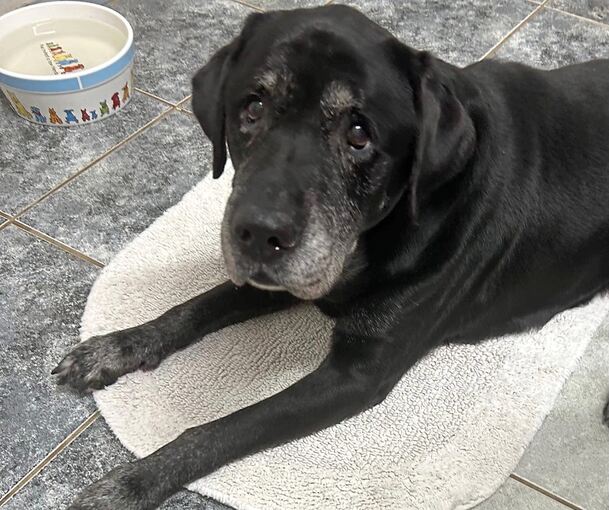 Der Labrador-Rüde Jasper ist ausgesetzt worden. Mittlerweile ist er im Tierheim Ludwigsburg untergebracht und wartet auf ein neues Zuhause.