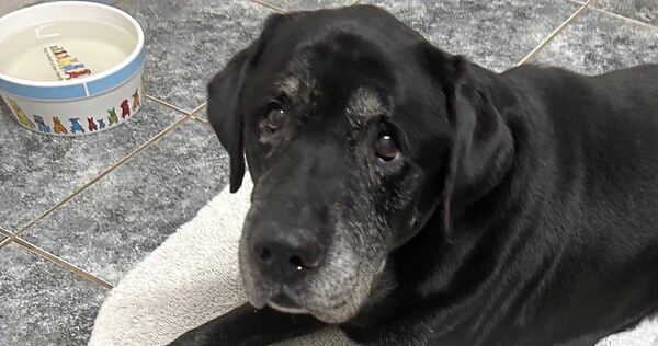 Der Labrador-Rüde Jasper ist ausgesetzt worden. Mittlerweile ist er im Tierheim Ludwigsburg untergebracht und wartet auf ein neu Der Labrador-Rüde Jasper ist ausgesetzt worden. Mittlerweile ist er im Tierheim Ludwigsburg untergebracht und wartet auf ein neues Zuhause.