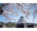 Zur Kirschblüte besonders schön: Osaka Castle