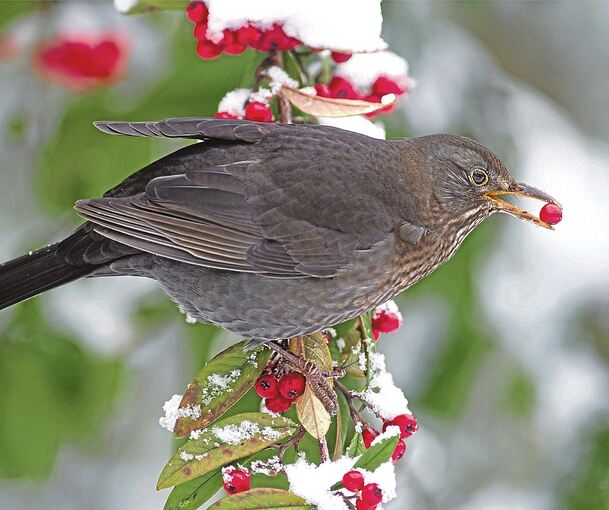 Ein Schwerpunkt ist die Gesprächsreihe „Für die Stadt – im Gespräch“. Mit dabei ist Unternehmer Thomas Scharr, der ein Siegel für vogelfreundliche Gärten vergibt.