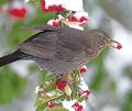 Ein Schwerpunkt ist die Gesprächsreihe „Für die Stadt – im Gespräch“. Mit dabei ist Unternehmer Thomas Scharr, der ein Siegel für vogelfreundliche Gärten vergibt.