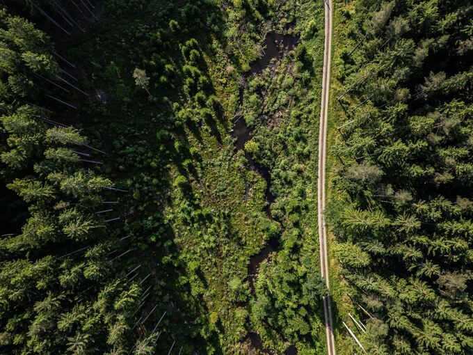 Wald Wald