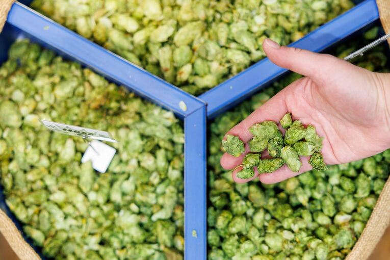 Hopfen Hopfen
