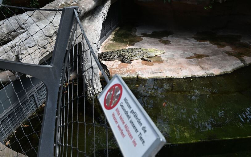 Krokodil in Stuttgarter Wilhelma frisst Plastikmüll Krokodil in Stuttgarter Wilhelma frisst Plastikmüll