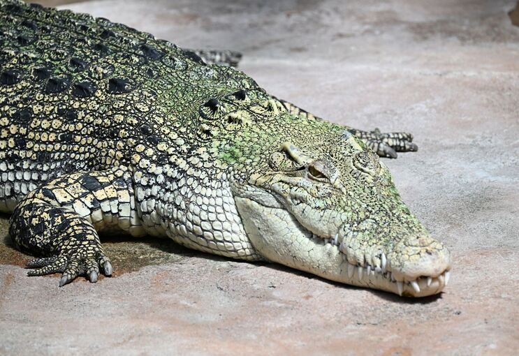 Krokodil in Stuttgarter Wilhelma frisst Plastikmüll Krokodil in Stuttgarter Wilhelma frisst Plastikmüll