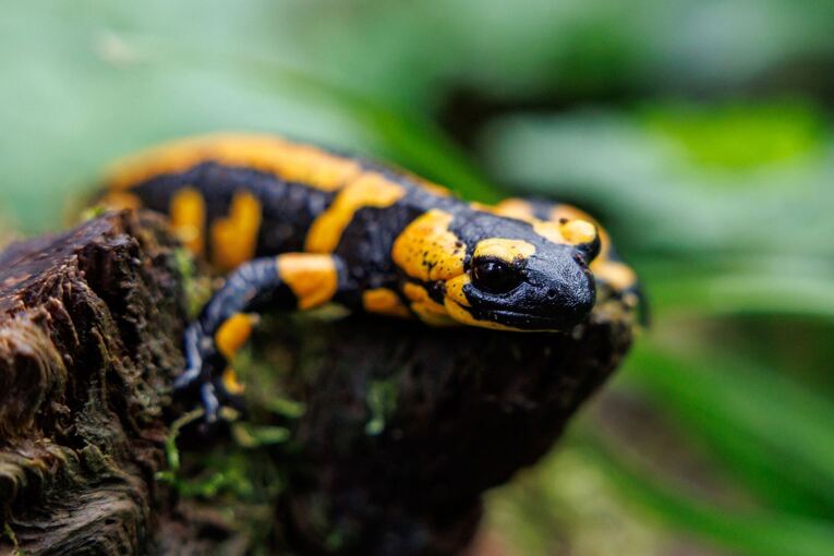 Feuersalamander Feuersalamander