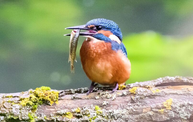 Eisvogel Eisvogel