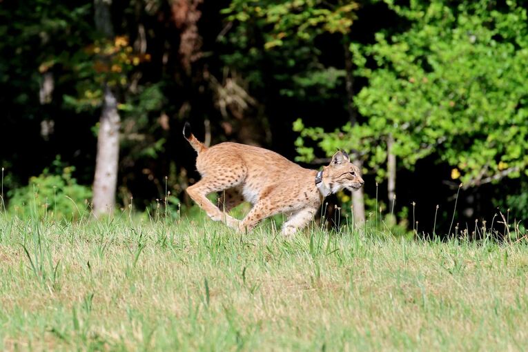 Luchskatze Luna im Schwarzwald ausgewildert Luchskatze Luna im Schwarzwald ausgewildert