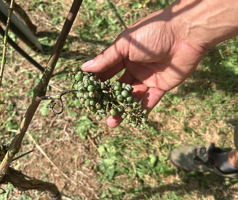 Große Schäden in einem Weinberg in Erdmannhausen.