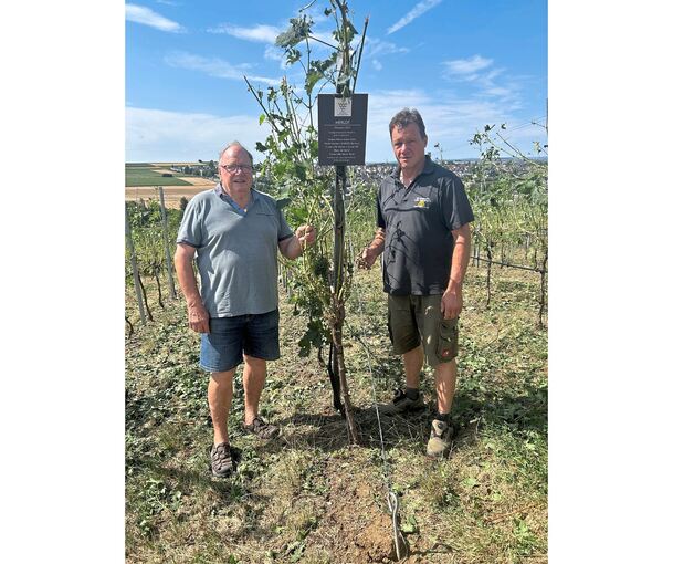 Kahlschlag am Alten Berg: Die Superzelle ist über den Weinberg von Horst und Jürgen Stegmaier (rechts) hinweggefegt.
