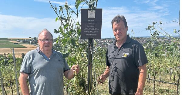 Kahlschlag am Alten Berg: Superzelle macht Weinreben in Erdmannhausen den ...