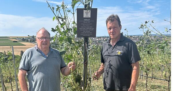 Kahlschlag am Alten Berg: Die Superzelle ist über den Weinberg von Horst und Jürgen Stegmaier (rechts) hinweggefegt.