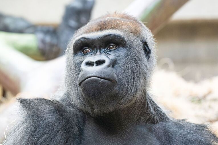 Gorilla-Baby im Zoo von Basel totgebissen Gorilla-Baby im Zoo von Basel totgebissen