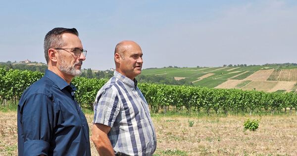 Weingärtner Stromberg-Zabergäu: Flächen roden, um sich zu behaupten