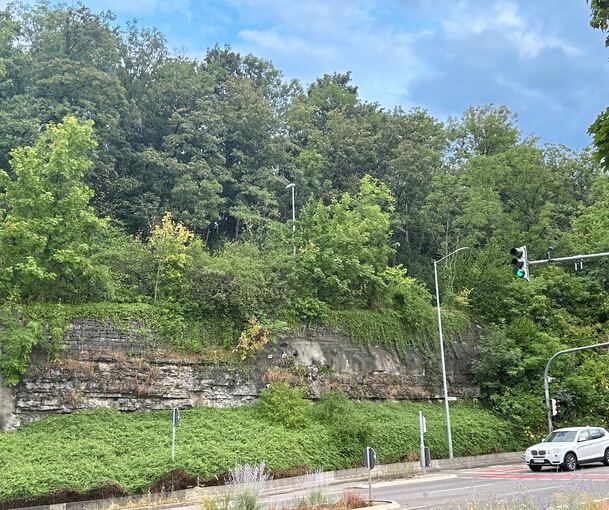 Am Gämsenberg entlang der Marbacher Straße müssen Bäume gefällt werden. Am Gämsenberg entlang der Marbacher Straße müssen Bäume gefällt werden.