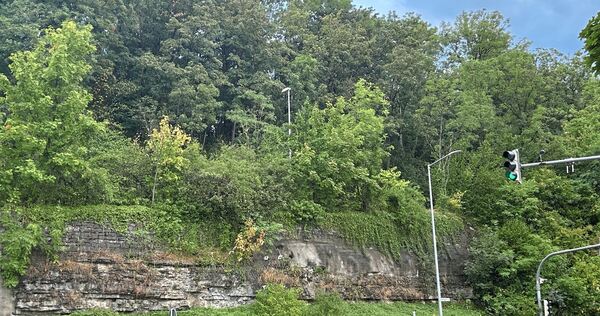 Am Gämsenberg entlang der Marbacher Straße müssen Bäume gefällt werden.