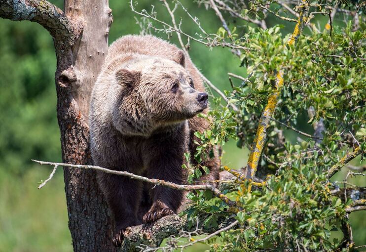Braunbär im Wildpark Braunbär im Wildpark