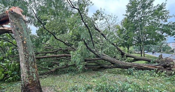 Auch in Vaihingen sind zahlreiche Bäume umgeknickt.