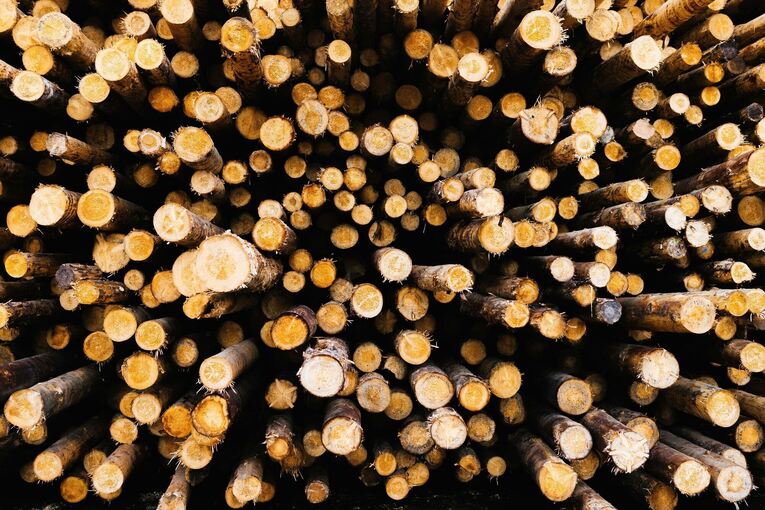 Holz