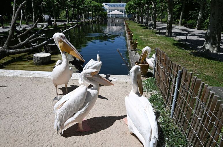Pelikane in der Wilhelma