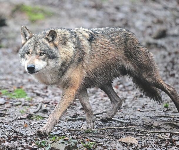 Dieser Wolf lebt im Gehege bei Tripsdrill. Ein wilder Artgenosse wurde bei Steinheim gesichtet.