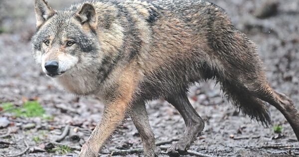 Dieser Wolf lebt im Gehege bei Tripsdrill. Ein wilder Artgenosse wurde bei Steinheim gesichtet. Dieser Wolf lebt im Gehege bei Tripsdrill. Ein wilder Artgenosse wurde bei Steinheim gesichtet.