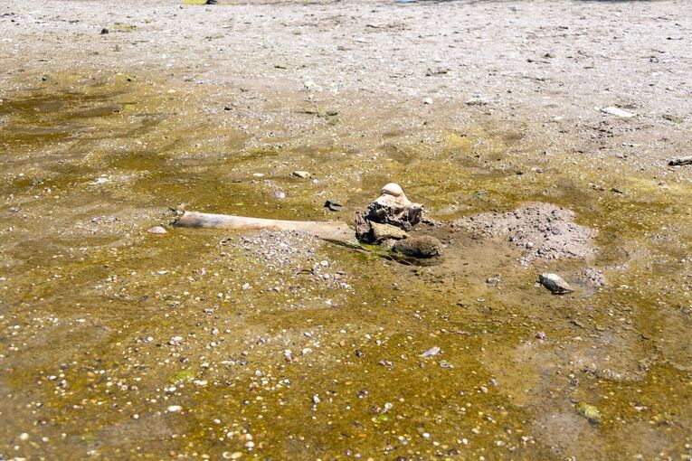 Mammutknochen an der Donau in Bulgarien Mammutknochen an der Donau in Bulgarien