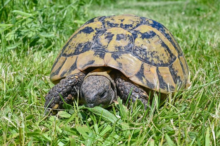 Schildkröte Schildkröte