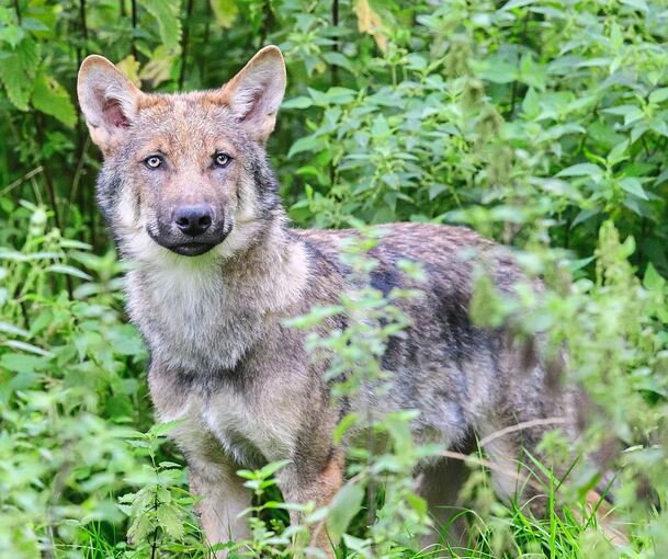 Die jungen Wölfe können bis zu 1500 Kilometer auf ihrer Wanderschaft zurücklegen.
