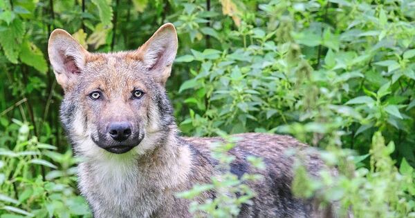 Die jungen Wölfe können bis zu 1500 Kilometer auf ihrer Wanderschaft zurücklegen. Die jungen Wölfe können bis zu 1500 Kilometer auf ihrer Wanderschaft zurücklegen.