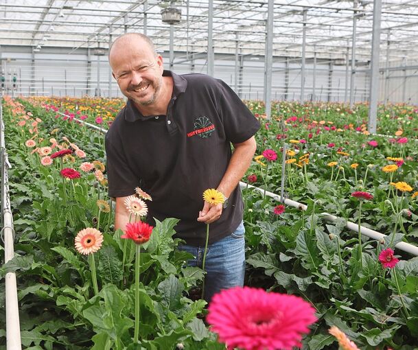 In einem Meer aus Gerbera-Pflanzen: Adrian Hoffmeister in einem seiner Gewächshäuser in der Aldinger Straße.