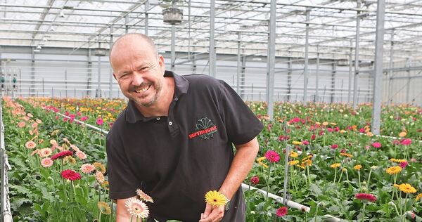 In einem Meer aus Gerbera-Pflanzen: Adrian Hoffmeister in einem seiner Gewächshäuser in der Aldinger Straße.