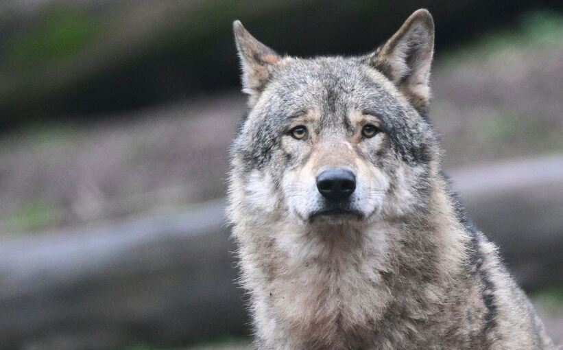 Wolf