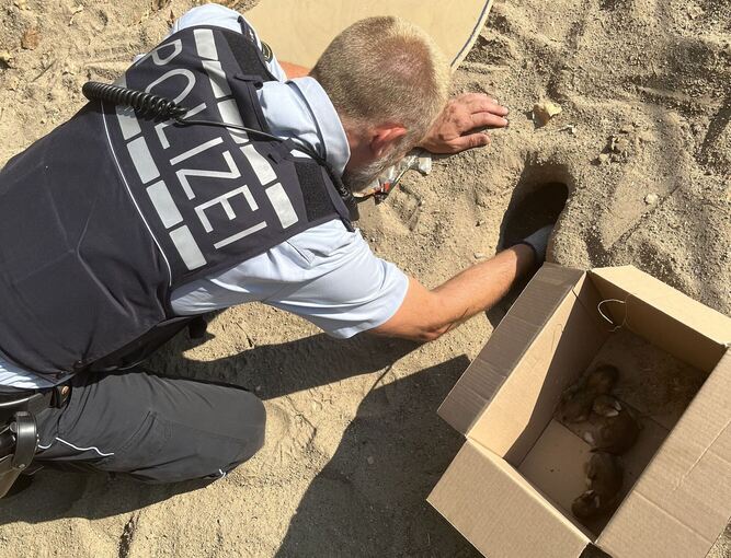 Polizei rettet hilflose Kaninchenbabys aus Sandkasten