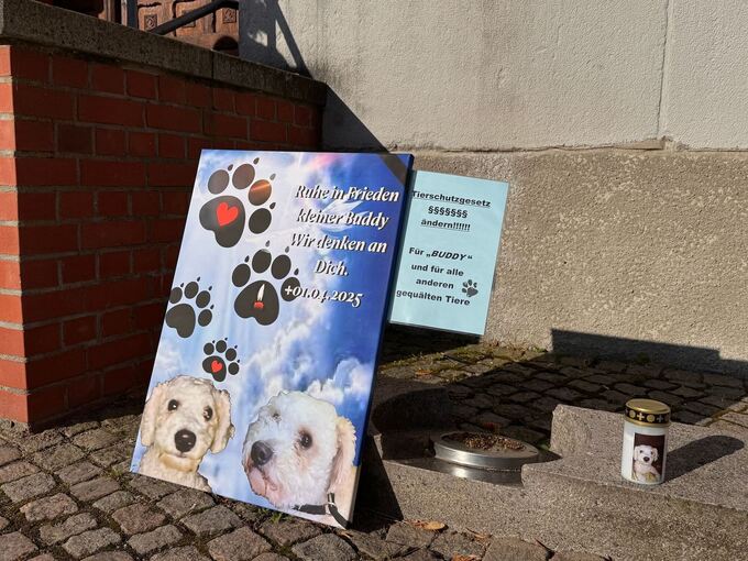 Prozess um getöteten Hund "Buddy" Prozess um getöteten Hund "Buddy"