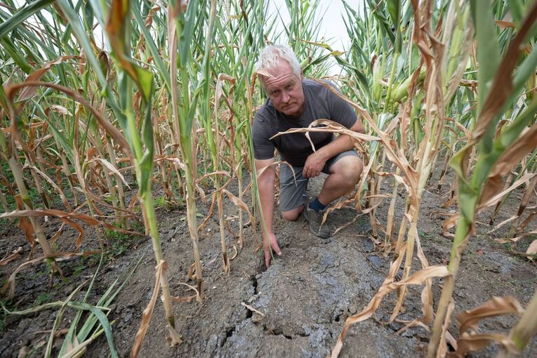 Trockenheit in der Landwirtschaft