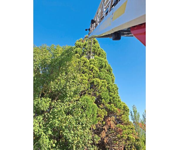 Da oben, im Baum, sitzt die Katze, die die Feuerwehr mit Hilfe einer Drehleiter aus ihrer misslichen Lage befreit. Da oben, im Baum, sitzt die Katze, die die Feuerwehr mit Hilfe einer Drehleiter aus ihrer misslichen Lage befreit.