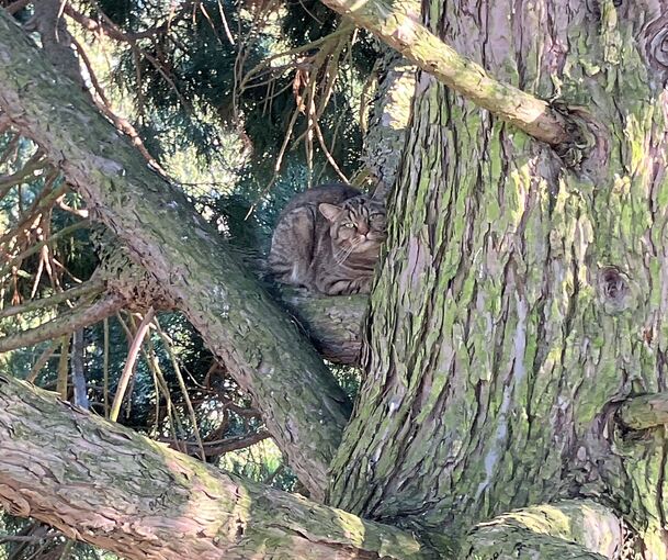 Guckt etwas verstört, diese Katze - kein Wunder, wenn man, wie sie, etwa 15 Meter über der Erde sitzt und nicht mehr weiter weiß Guckt etwas verstört, diese Katze - kein Wunder, wenn man, wie sie, etwa 15 Meter über der Erde sitzt und nicht mehr weiter weiß.