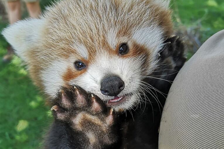 Roter Panda-Nachwuchs im Zoo Heidelberg Roter Panda-Nachwuchs im Zoo Heidelberg