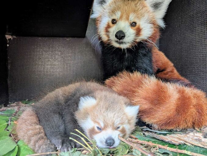 Roter Panda-Nachwuchs im Zoo Heidelberg Roter Panda-Nachwuchs im Zoo Heidelberg