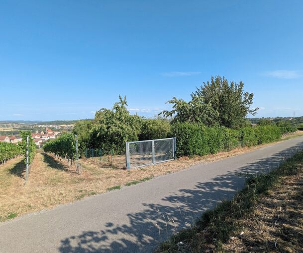 Die Hütte soll auf der Fläche dieses Gärtchens am Froschberg und einiger angrenzender Rebreihen gebaut werden.