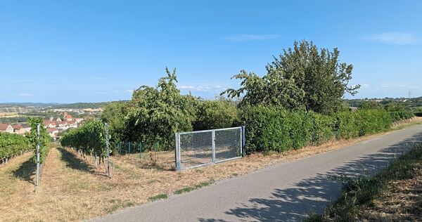 Die Hütte soll auf der Fläche dieses Gärtchens am Froschberg und einiger angrenzender Rebreihen gebaut werden.